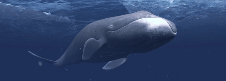 Bowhead+Whale